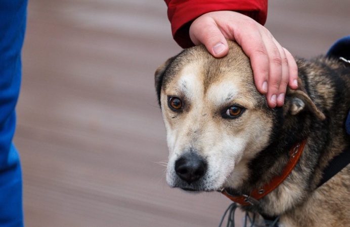В Якутске стартовал месячник регистрации домашних животных 
