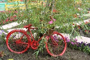 IMG_2230.jpg