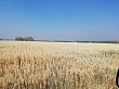 В Якутске в разгаре сбор урожая и заготовка кормов