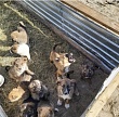 Владельцам домашних животных напоминают об обязательной регистрации питомца
