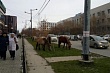 В Якутске планируют организовать специальное место для безнадзорных лошадей