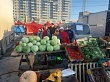 Сельхозпроизводители Якутска собрали более 9 тысяч тонн овощей
