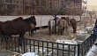 Управление сельского хозяйства г. Якутска: «Ситуация с безнадзорными лошадьми постепенно налаживается»