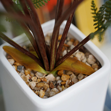 Фото - папоротник в горшке керамическом 