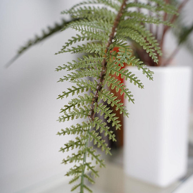 Фото - папоротник в горшке керамическом 